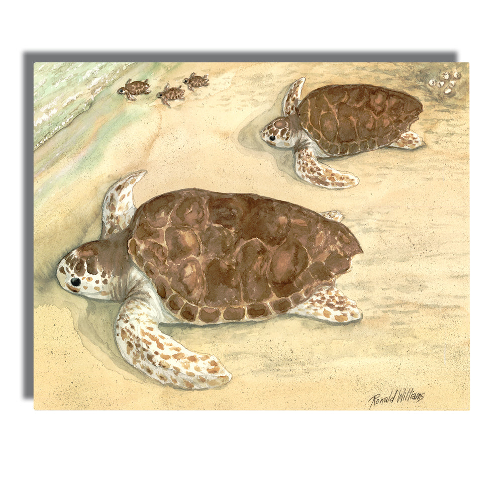 Wall Art - Ronald Williams Sea Turtles On The Beach