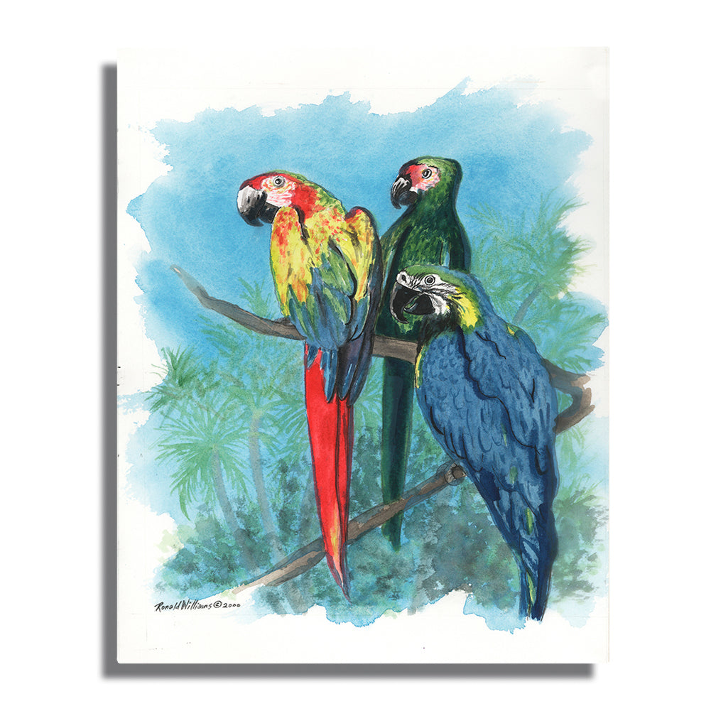 Wall Art - Ronald Williams Birds Parrots